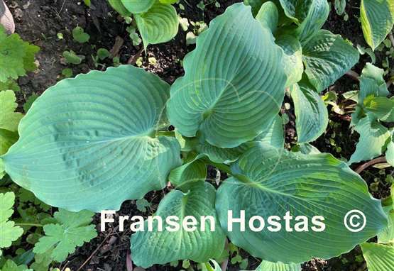 Hosta Lothar the Giant